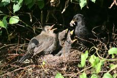 Amsel-8-Tag-63.jpg